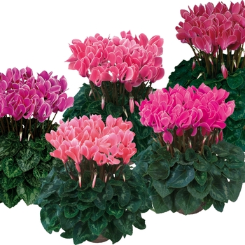 Cyclamen persicum () - Dreamscape™ 'Dark Flamed Mix'