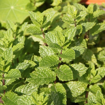 Mentha spicata (Spearmint, Mint) - Spearmint, Mint