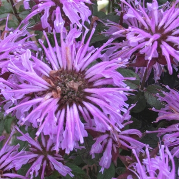 Monarda didyma 'Blue Moon' (Bee Balm, Bergamot) - Sugar Buzz® Blue Moon