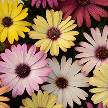 Osteospermum ecklonis (African Daisy) - Akila® 'Grand Canyon Mixture'