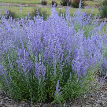 Perovskia atriplicifolia 'Blue Jean Baby' (Russian Sage) - Blue Jean Baby Russian Sage