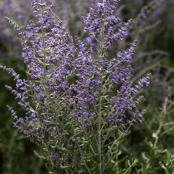 Perovskia atriplicifolia 'Blue Steel' (Russian Sage) - Blue Steel Russian Sage