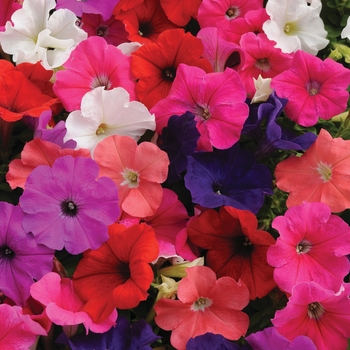 Petunia - Pretty Flora&trade; 'Mixture'