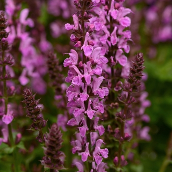 Salvia nemorosa - 'Rose Marvel' Sage