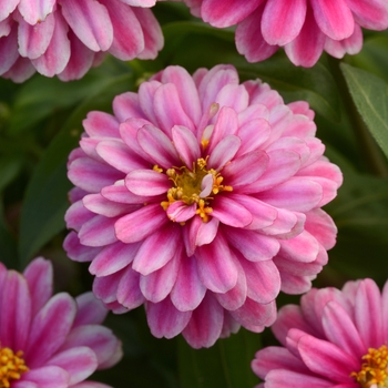 Zinnia marylandica - Double Zahara™ 'Raspberry Ripple'