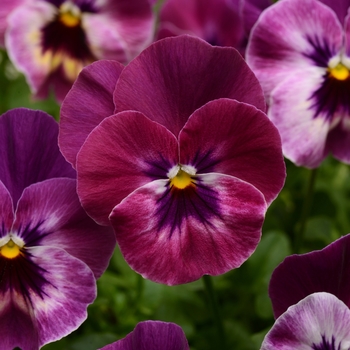 Viola x wittrockiana (Pansy) - Cool Wave® Raspberry