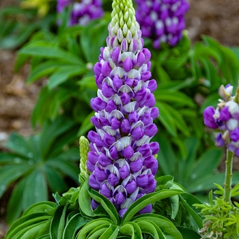 Lupinus polyphyllus () - Mini Gallery&trade; 'Blue Bicolor'