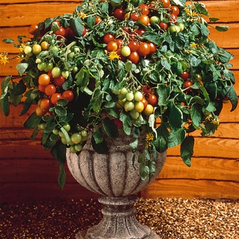 Lycopersicon esculentum - 'Tumbler' Tomato