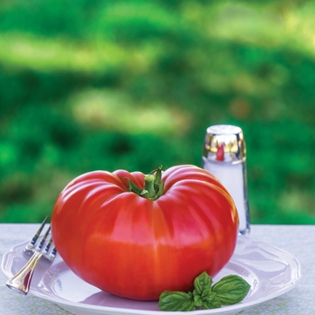 Lycopersicon esculentum - 'SteakHouse' Tomato