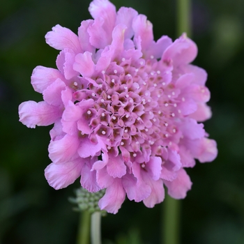 Scabiosa columbaria 'Rose Pink' (Pincushion Flower) - Flutter™ Rose Pink