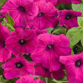 Petunia - Supertunia&reg; ''Royal Magenta&reg;''