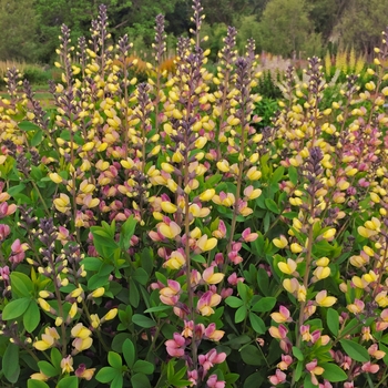 Baptisia 'Pink Lemonade' PPAF (False Indigo) - Decadence® Deluxe Pink Lemonade Baptisia 'Pink Lemonade' PPAF (False Indigo) - Decadence® Deluxe Pink Lemonade