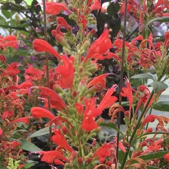 Agastache (Hummingbird mint) - Kudos&trade; Red