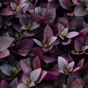 Alternanthera - 'Plum Dandy™' Alternanthera - 'Plum Dandy™'