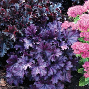 Heuchera (Coral Bells) - Forever&reg; 'Purple'
