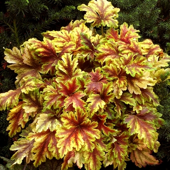 Heucherella 'Gold Zebra' PP22104 (Foamy Bells) - Gold Zebra Foamy Bells