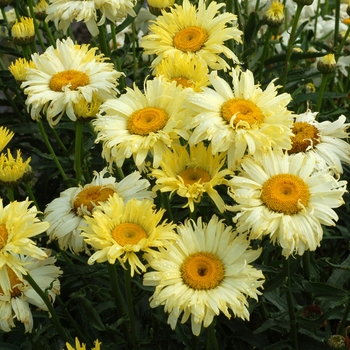 Leucanthemum x superbum - 'Goldfinch' Shasta Daisy