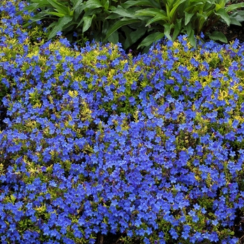 Lithodora diffusa - 'Gold 'N Sapphires'