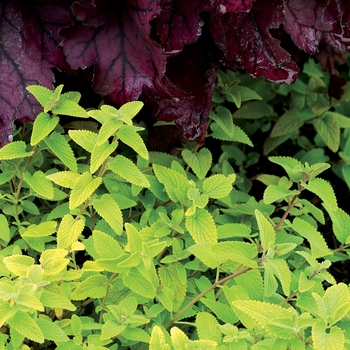 Nepeta x faassenii - ''Limelight'' Catmint