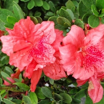 Rhododendron Girard hybrid 'Fashion' (Azalea) - Fashion Azalea Rhododendron Girard hybrid 'Fashion' (Azalea) - Fashion Azalea