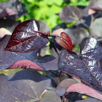 Cercis canadensis - 'Black Pearl®' Redbud