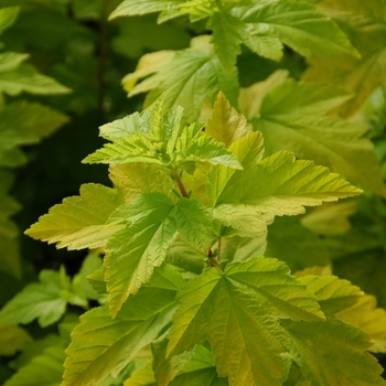 Physocarpus opulifolius (Ninebark) - Gum Drop™ Lemon Candy Physocarpus opulifolius (Ninebark) - Gum Drop™ Lemon Candy