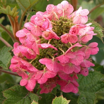 Hydrangea quercifolia - 'Ruby Slippers' Qakleaf Hydrangea Hydrangea quercifolia - 'Ruby Slippers' Qakleaf Hydrangea