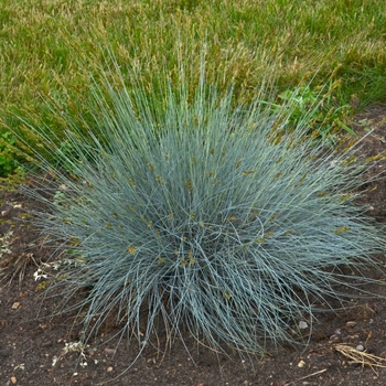 Festuca glauca - 'Blue Whiskers' Blue Fescue
