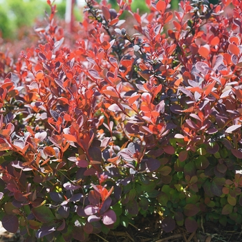 Berberis thunbergii ''NCBT1'' PP30330 - Sunjoy Mini Maroon® Barberry Berberis thunbergii ''NCBT1'' PP30330 - Sunjoy Mini Maroon® Barberry