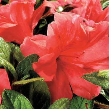 Rhododendron ''Conleo'' PP11640 (Azalea) - Encore® Autumn Monarch™ Rhododendron ''Conleo'' PP11640 (Azalea) - Encore® Autumn Monarch™