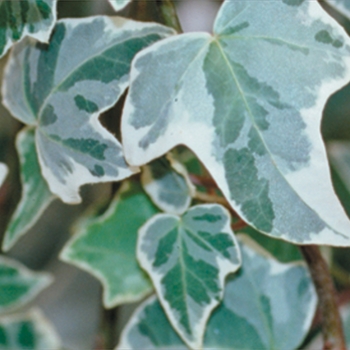 Hedera helix (Glacier Ivy) - Proven Accents® 'Glacier'