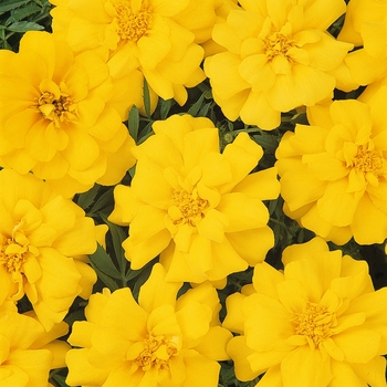 Tagetes patula (Dwarf Anemone French Marigold) - Durango® Yellow