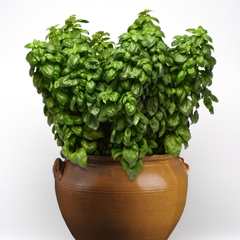 Ocimum basilicum 'Everleaf Genovese' (Basil) - Everleaf Genovese Basil