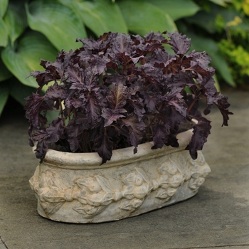 Ocimum basilicum 'Purple Ruffles' (Basil) - Purple Ruffles Basil
