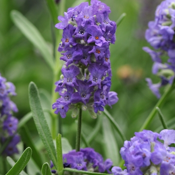 Lavandula angustifolia 'Purple' (Lavender) - Ellagance Purple