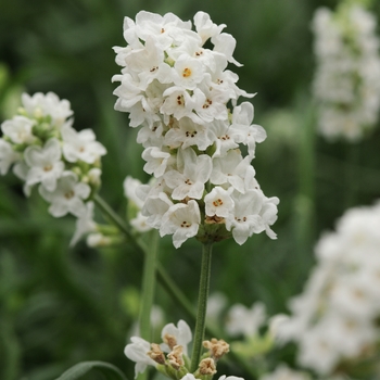 Lavandula angustifolia 'Snow' (English Lavender) - Ellagance Snow