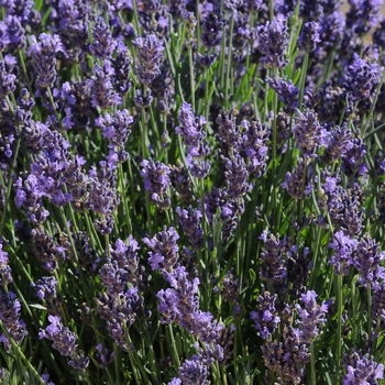 Lavandula angustifolia 'SuperBlue' PP24929 (English Lavender) - SuperBlue English Lavender