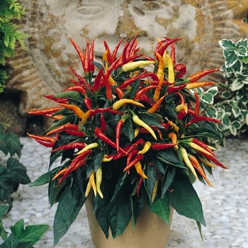 Capsicum annuum ''Medusa'' - ''Medusa'' Ornamental Chili Pepper Capsicum annuum ''Medusa'' - ''Medusa'' Ornamental Chili Pepper