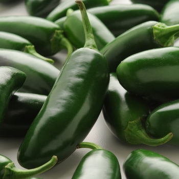 Capsicum annuum - 'La Bomba' Jalapeño Pepper Capsicum annuum - 'La Bomba' Jalapeño Pepper