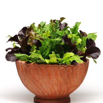 Lettuce SimplySalad 'Alfresco Mix' (Mixed Greens) - Lettuce Simply Salad 'Alfresco Mix'