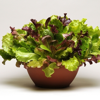 Lactuca sativa (Lettuce) - SimplySalad® 'Endless Summer'