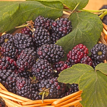Rubus - 'Triple Crown' Blackberry