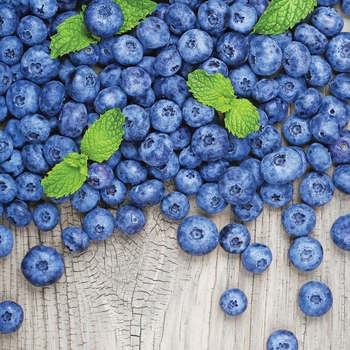Vaccinium corymbosum - 'Jersey' Blueberry