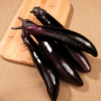 Solanum melongena - 'Shikou' Eggplant