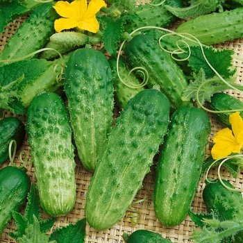 Cucumis sativus - 'Pick a Bushel' Cucumber Cucumis sativus - 'Pick a Bushel' Cucumber