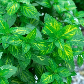 Mentha x gracilis (Ginger Mint) - Ginger Mint