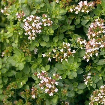 Origanum vulgare 'Compactum' (Oregano) - Compactum Oregano