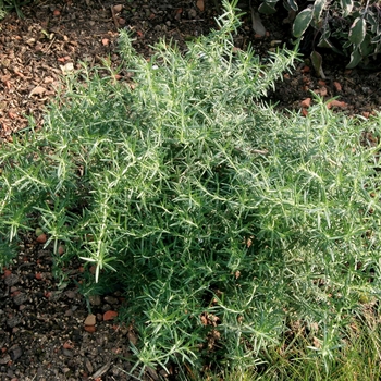 Rosmarinus officinalis 'Prostratus' (Creeping Rosemary) - Prostratus Creeping Rosemary