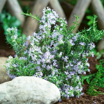 Rosmarinus officinalis 'Tuscan Blue' (Rosemary) - Tuscan Blue Rosemary
