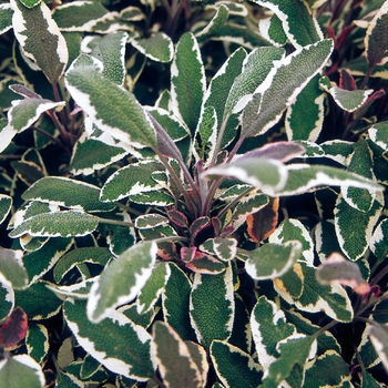 Salvia officinalis 'Tricolor' (Sage) - Tricolor Sage
